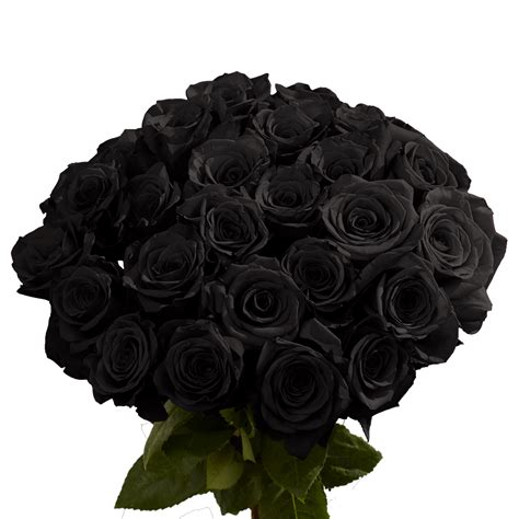 10 black roses|black roses for sale.